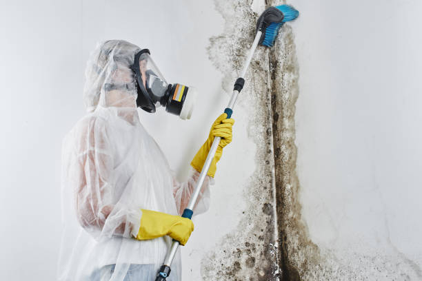 Why You Should Choose Our Mold Remediation Services in Sylvania, GA